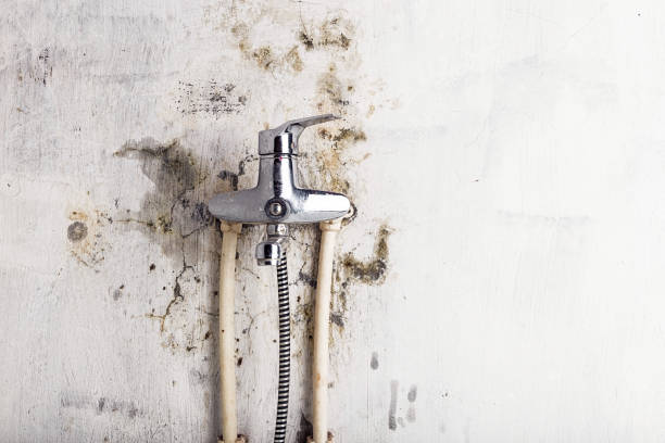 Best Office Mold Removal Services  in Billings, MT