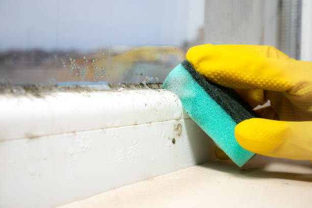 Best Mold Damage Repair  in Billings, MT
