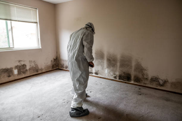 Best Mold Remediation  in Billings, MT